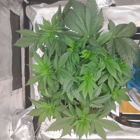  Critical XXL Fast growlog timeline photo