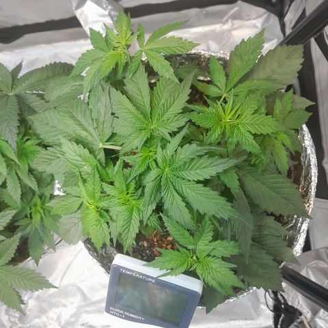 Auto Purple Punch growlog timeline photo