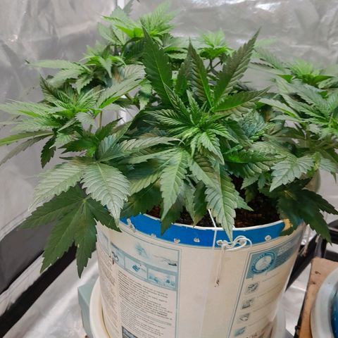  Critical XXL Fast growlog timeline photo