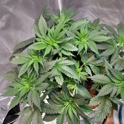  Critical XXL Fast growlog timeline photo