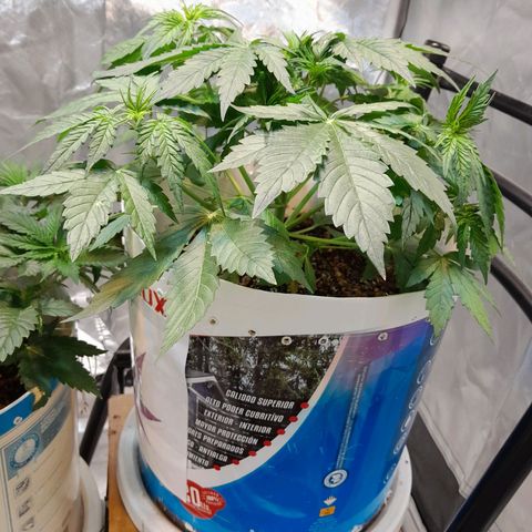 Auto Purple Punch growlog timeline photo