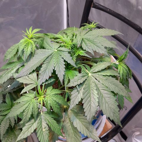 Auto Purple Punch growlog timeline photo