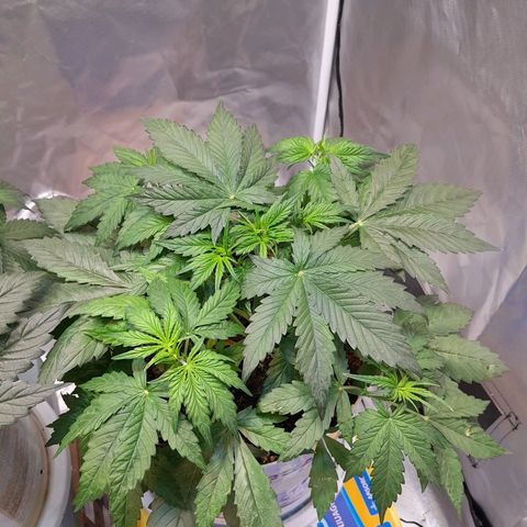 Auto Purple Punch growlog timeline photo