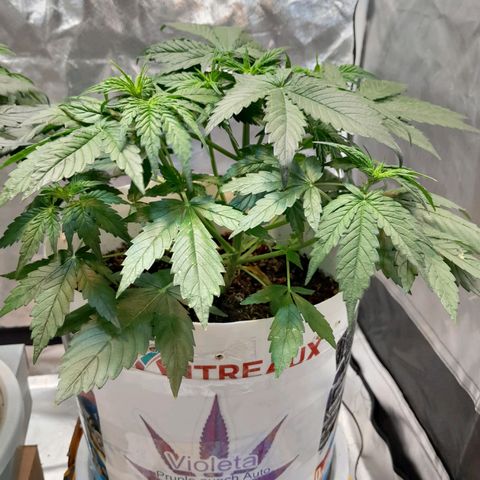 Auto Purple Punch growlog timeline photo