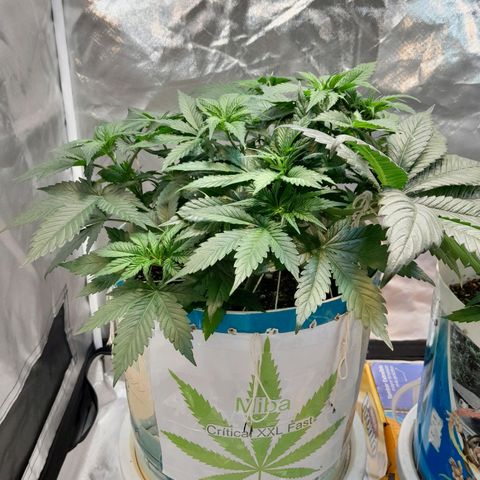  Critical XXL Fast growlog timeline photo