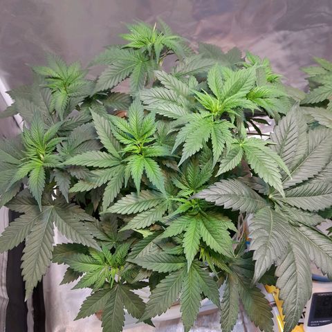  Critical XXL Fast growlog timeline photo