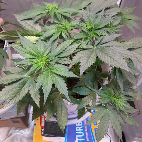 Auto Purple Punch growlog timeline photo