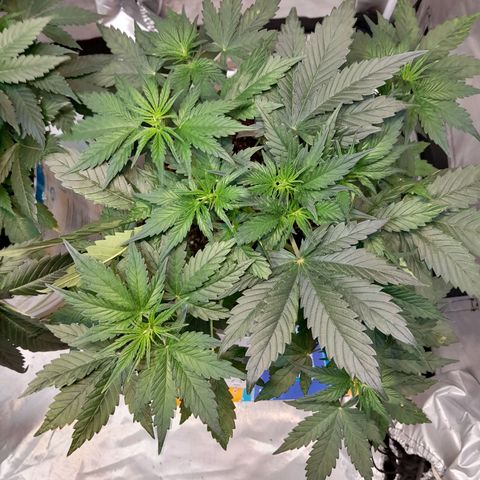 Auto Purple Punch growlog timeline photo