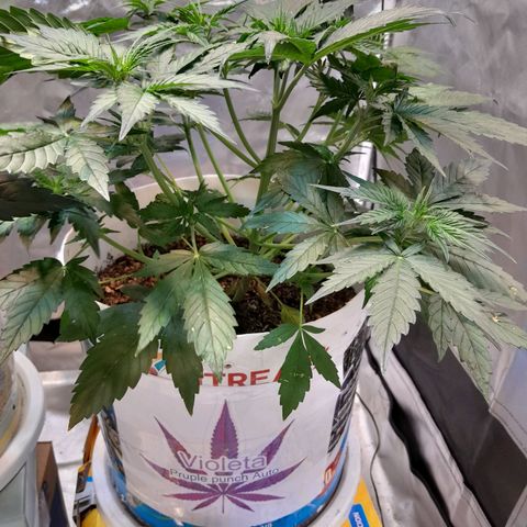 Auto Purple Punch growlog timeline photo