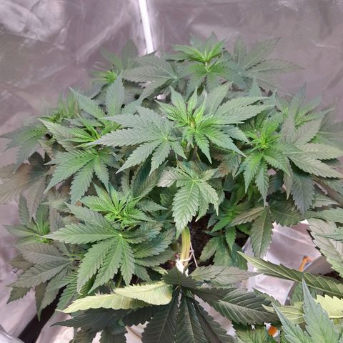  Critical XXL Fast growlog timeline photo