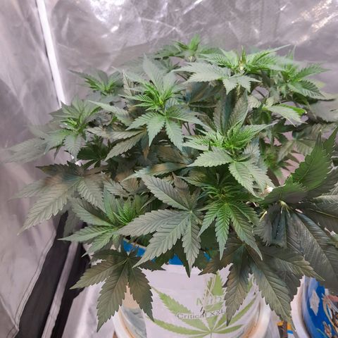  Critical XXL Fast growlog timeline photo