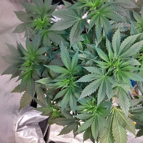  Critical XXL Fast growlog timeline photo