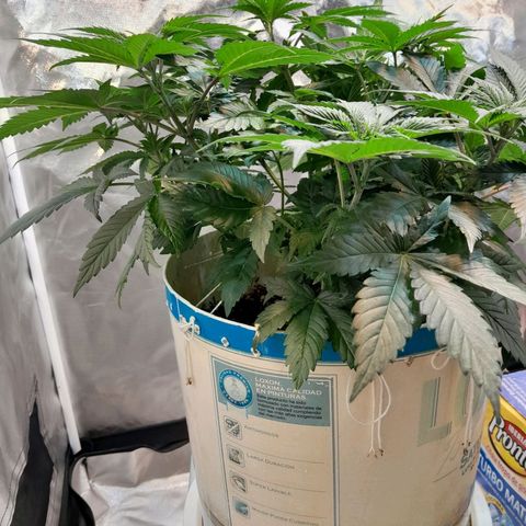  Critical XXL Fast growlog timeline photo