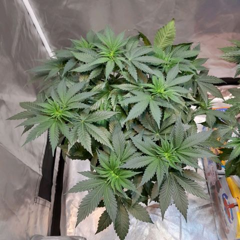  Critical XXL Fast growlog timeline photo