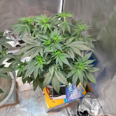 Auto Purple Punch growlog timeline photo