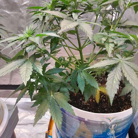 Auto Purple Punch growlog timeline photo