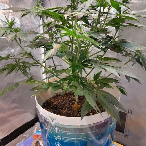 Auto Purple Punch growlog timeline photo