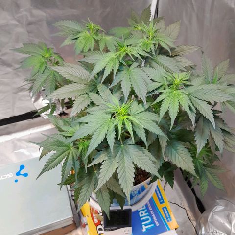 Auto Purple Punch growlog timeline photo