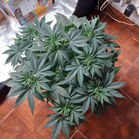  Critical XXL Fast growlog timeline photo