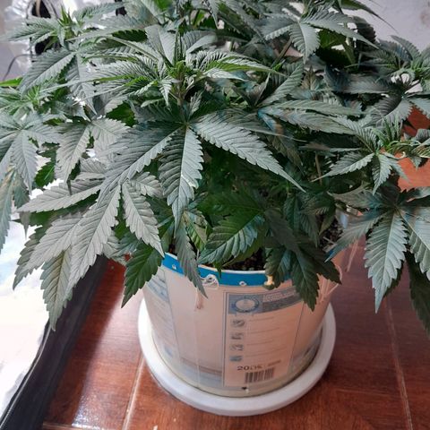  Critical XXL Fast growlog timeline photo
