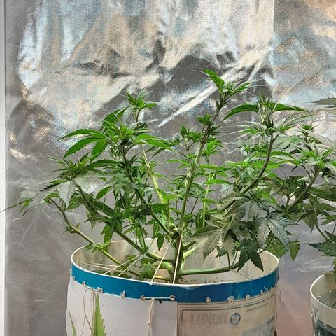  Critical XXL Fast growlog timeline photo