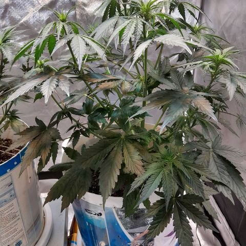 Auto Purple Punch growlog timeline photo