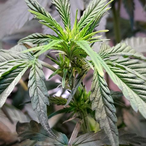 Auto Purple Punch growlog timeline photo
