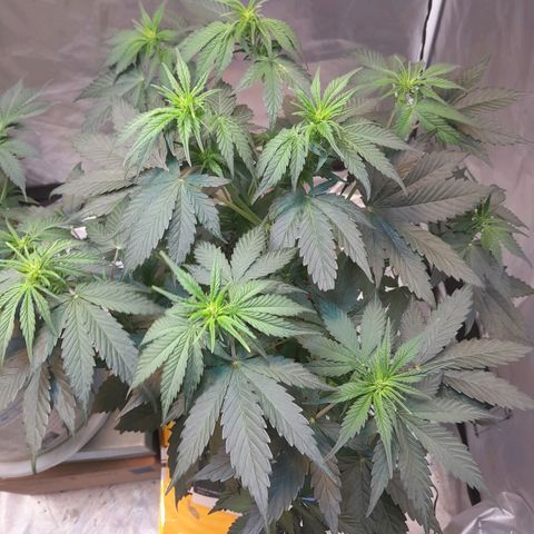 Auto Purple Punch growlog timeline photo