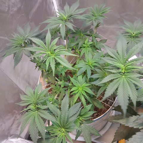  Critical XXL Fast growlog timeline photo