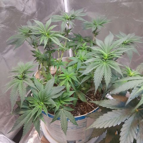  Critical XXL Fast growlog timeline photo