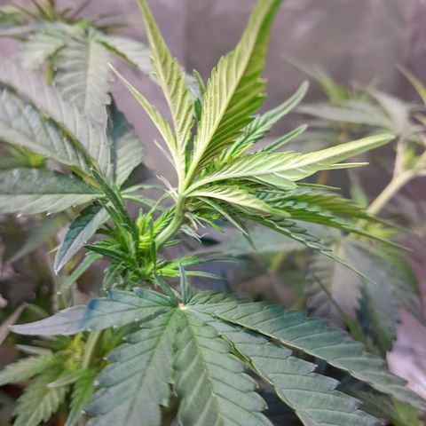 Auto Purple Punch growlog timeline photo