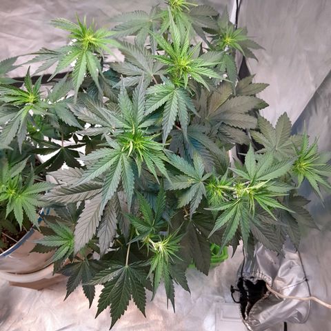 Auto Purple Punch growlog timeline photo