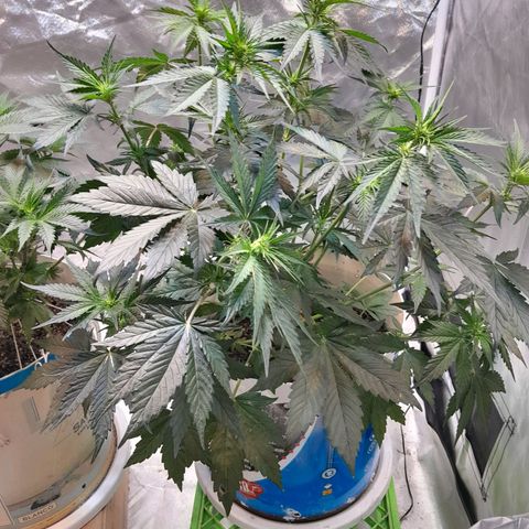 Auto Purple Punch growlog timeline photo
