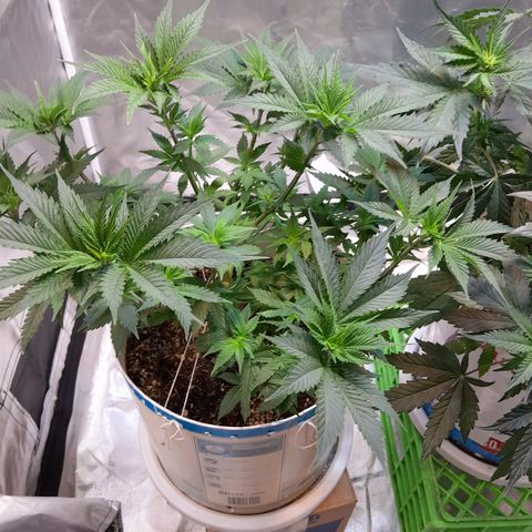  Critical XXL Fast growlog timeline photo