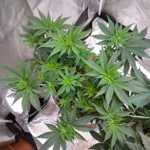  Critical XXL Fast growlog timeline photo