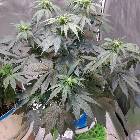 Auto Purple Punch growlog timeline photo