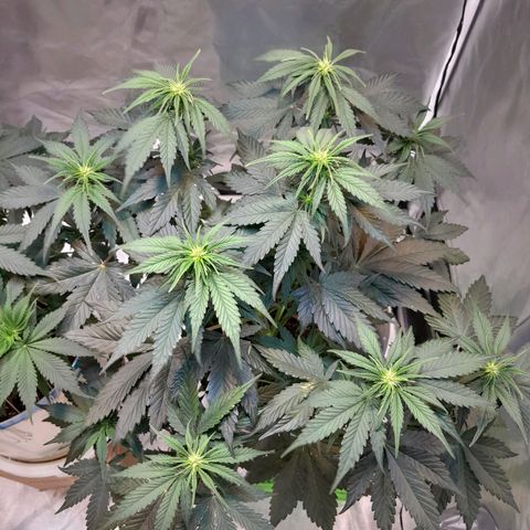 Auto Purple Punch growlog timeline photo