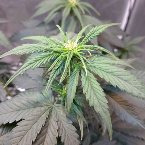 Auto Purple Punch growlog timeline photo