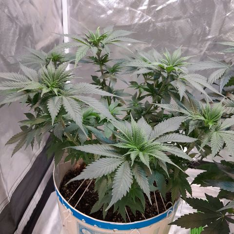  Critical XXL Fast growlog timeline photo