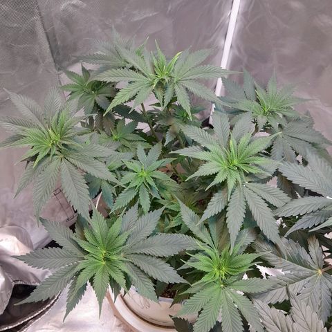  Critical XXL Fast growlog timeline photo