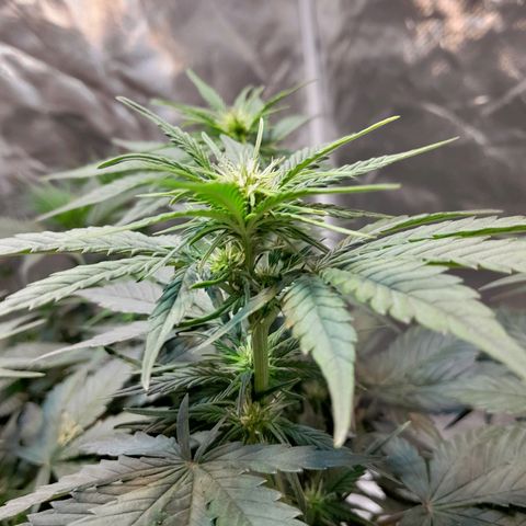 Auto Purple Punch growlog timeline photo