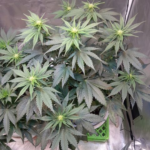 Auto Purple Punch growlog timeline photo