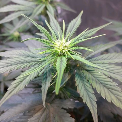 Auto Purple Punch growlog timeline photo