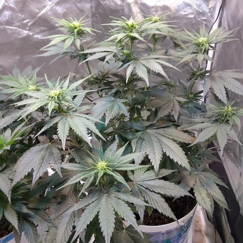 Auto Purple Punch growlog timeline photo