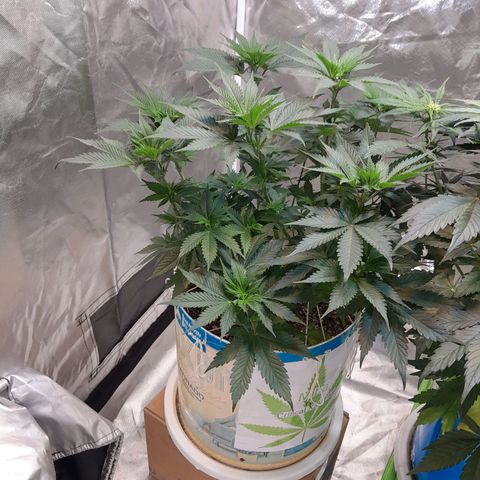  Critical XXL Fast growlog timeline photo