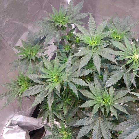  Critical XXL Fast growlog timeline photo