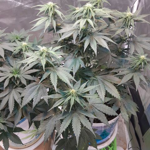 Auto Purple Punch growlog timeline photo