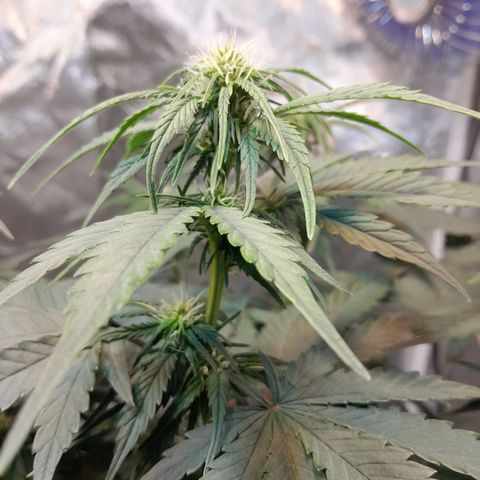 Auto Purple Punch growlog timeline photo