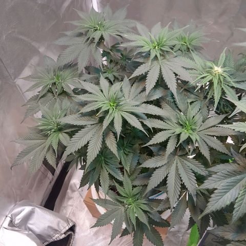  Critical XXL Fast growlog timeline photo