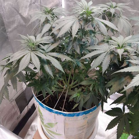  Critical XXL Fast growlog timeline photo